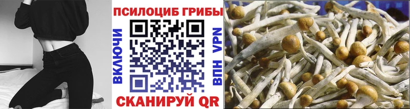 где купить   Козловка  Галлюциногенные грибы Magic Shrooms 